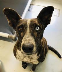 Shelter Stray Female Dog last seen Near BLOCK E NORMAL AVE, FRESNO CA 93703 3527, 5277 E Airways Blvd, Fresno, CA 93727, USA