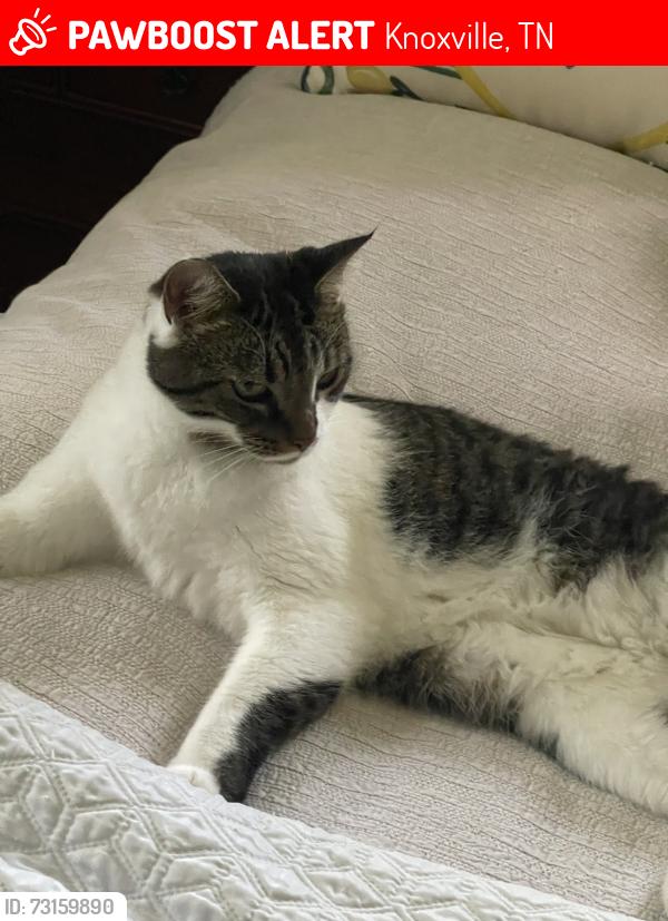 Lost Male Cat last seen Kemper Ln, Knoxville, TN 37920