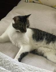 Lost Male Cat last seen Kemper Ln, Knoxville, TN 37920