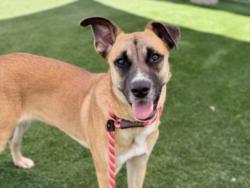 Shelter Stray Female Dog last seen , 957 N Gaffey St, San Pedro, CA 90731, USA