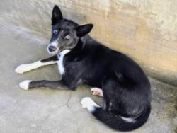 Shelter Stray Female Dog last seen , West Valley Animal Shelter, 20655 Plummer St, Chatsworth, CA 91311, USA