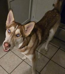 Reunited Male Dog last seen By chase bank and Olympia lanes, Hammond, IN 46324