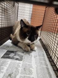 Shelter Stray Male Cat last seen , West Valley Animal Shelter, 20655 Plummer St, Chatsworth, CA 91311, USA