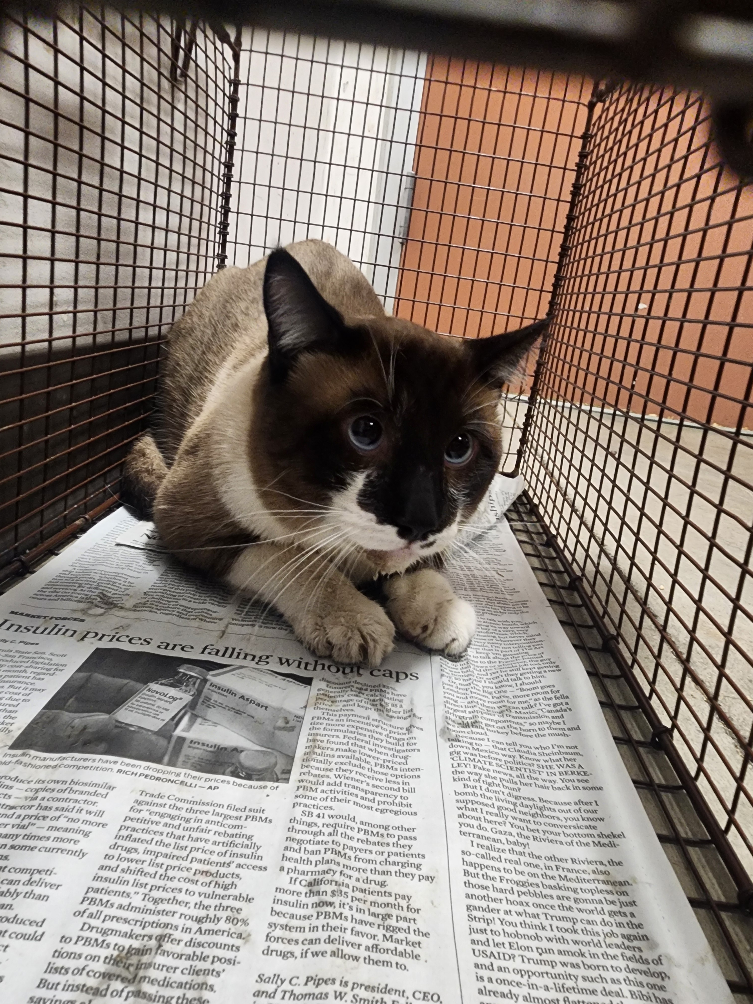 Shelter Stray Male Cat last seen , West Valley Animal Shelter, 20655 Plummer St, Chatsworth, CA 91311, USA