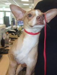 Shelter Stray Male Dog last seen , 14409 Vanowen St, Van Nuys, CA 91405, USA