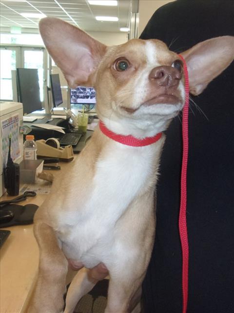 Shelter Stray Male Dog last seen , 14409 Vanowen St, Van Nuys, CA 91405, USA