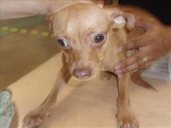 Shelter Stray Female Dog last seen , 14409 Vanowen St, Van Nuys, CA 91405, USA