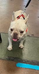 Shelter Stray Female Dog last seen , 14409 Vanowen St, Van Nuys, CA 91405, USA