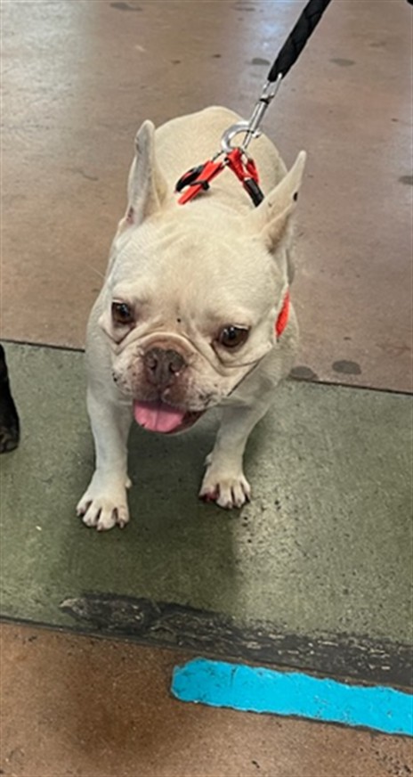 Shelter Stray Female Dog last seen , 14409 Vanowen St, Van Nuys, CA 91405, USA