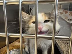 Shelter Stray Female Cat last seen Near BLOCK N 26TH ST, 3839 W Burnham St, West Milwaukee, WI 53215, USA