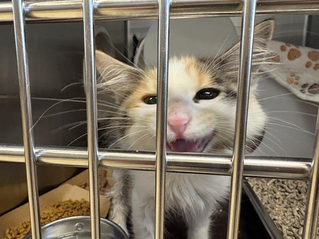 Shelter Stray Female Cat last seen Near BLOCK N 26TH ST, 3839 W Burnham St, West Milwaukee, WI 53215, USA