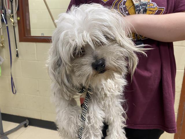 Shelter Stray Male Dog last seen Near BLOCK N GLENVIEW AVE, 3839 W Burnham St, West Milwaukee, WI 53215, USA