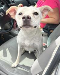 Shelter Stray Male Dog last seen Near BLOCK BRUNI, 4710 TX-151, San Antonio, TX 78227, USA