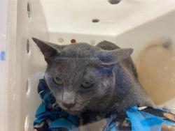 Shelter Stray Male Cat last seen Near BLOCK S 14TH ST, 3839 W Burnham St, West Milwaukee, WI 53215, USA