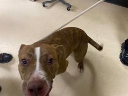 Shelter Stray Unknown Dog last seen Near BLOCK S 17TH ST, 3839 W Burnham St, West Milwaukee, WI 53215, USA