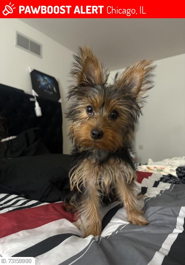 Lost Female Dog last seen King dr, Chicago, IL 60637