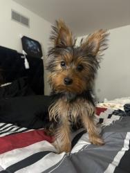 Lost Female Dog last seen King dr, Chicago, IL 60637
