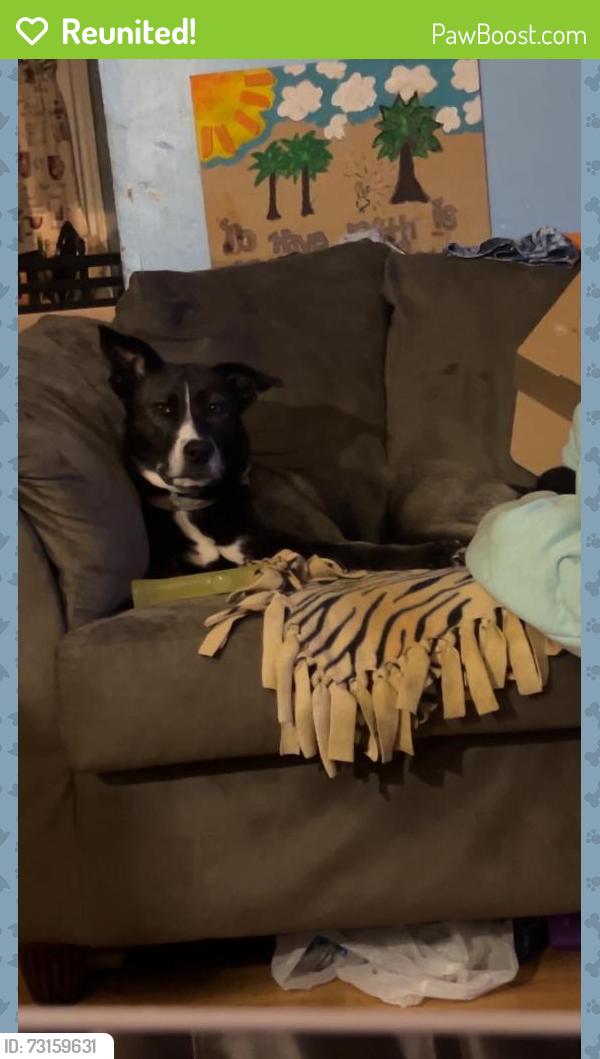 Reunited Female Dog last seen Near Cornelius Rd, Mooresville, NC 28115, USA, Mooresville, NC 28115
