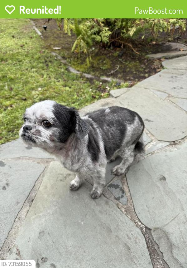 Reunited Male Dog last seen Ashton and Head, San Francisco, CA 94132
