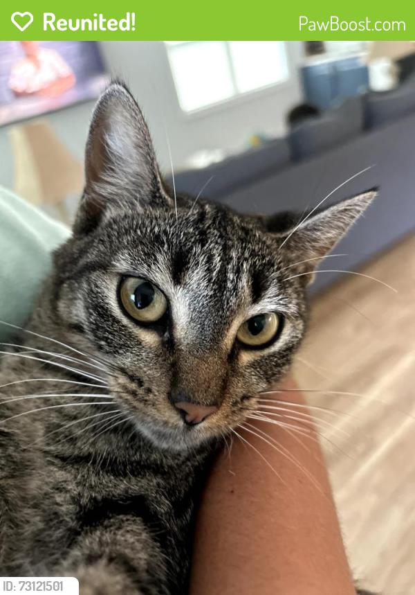 Reunited Female Cat last seen 16th and Blount st, Pensacola, FL 32503