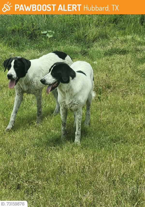 Found/Stray Unknown Dog last seen cottonwood cemetery between Penelope and Hubbard TX, Hubbard, TX 76648