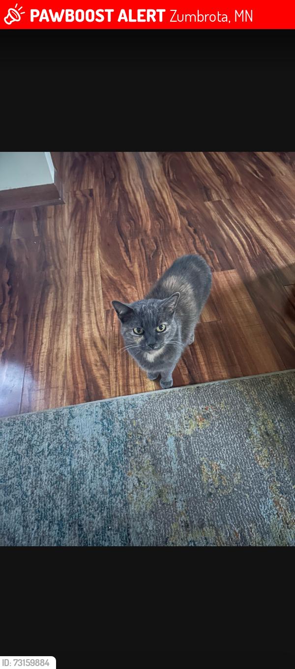 Lost Female Cat last seen Nygren Rd & Hwy 60 West, Zumbrota, MN 55992
