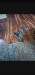Lost Female Cat last seen Nygren Rd & Hwy 60 West, Zumbrota, MN 55992