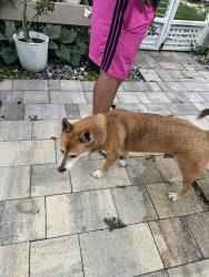 Found/Stray Male Dog last seen 2nd Ave s st Pete, St. Petersburg, FL 33707