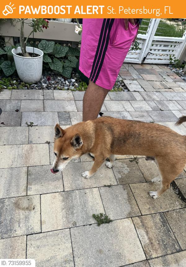 Found/Stray Male Dog last seen 2nd Ave s st Pete, St. Petersburg, FL 33707