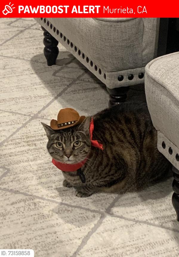 Lost Male Cat last seen Jefferson and lemon street, Murrieta, CA 92562