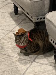 Lost Male Cat last seen Jefferson and lemon street, Murrieta, CA 92562