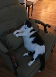 Lost Male Cat last seen Near S Rowland St in the Fan between W Cary, W Main, and Meadow and S Rowland, Richmond, VA 23220