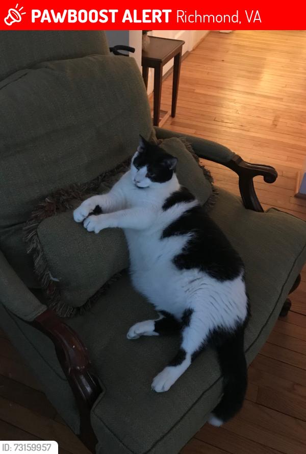 Lost Male Cat last seen Near S Rowland St in the Fan between W Cary, W Main, and Meadow and S Rowland, Richmond, VA 23220
