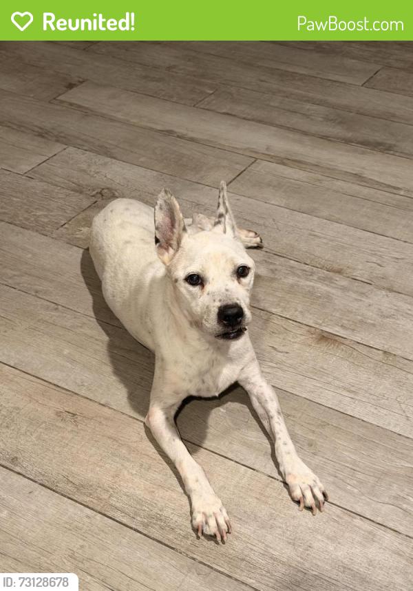 Reunited Female Dog last seen 36th Ave and Kings, Phoenix, AZ 85053