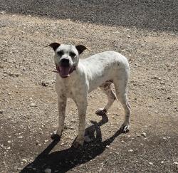 Found/Stray Unknown Dog last seen Hoffman, Odessa, TX 79764