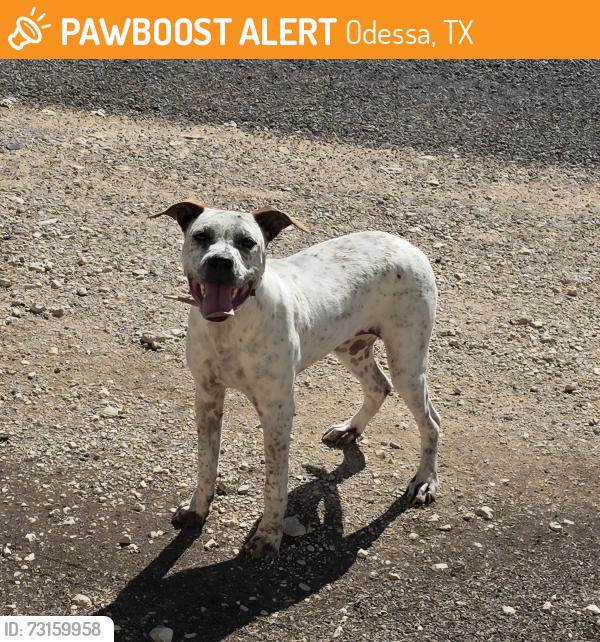 Found/Stray Unknown Dog last seen Hoffman, Odessa, TX 79764