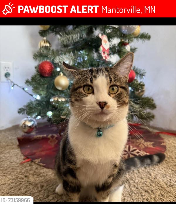 Lost Male Cat last seen Mantorville area, Mantorville, MN 55955