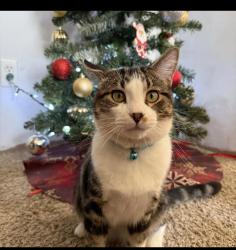 Lost Male Cat last seen Mantorville area, Mantorville, MN 55955