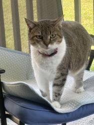 Reunited Female Cat last seen The Gardens. Sandalwood Lane, Rhinebeck, NY 12572