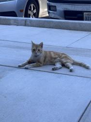 Found/Stray Male Cat last seen Albany Park, Delano, CA 93215