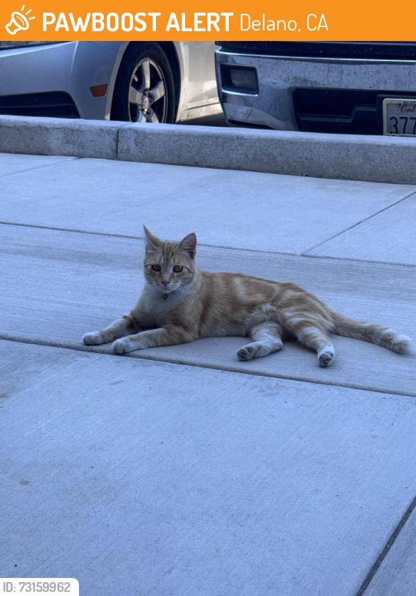 Found/Stray Male Cat last seen Albany Park, Delano, CA 93215