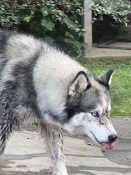 Found/Stray Unknown Dog last seen Behind Mellow Mushroom, Johnson City, TN 37604