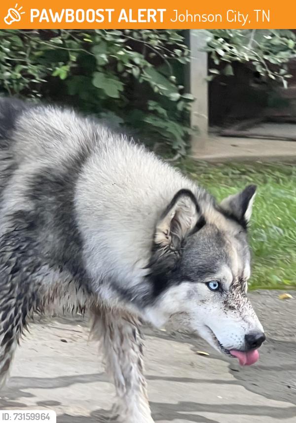 Found/Stray Unknown Dog last seen Behind Mellow Mushroom, Johnson City, TN 37604