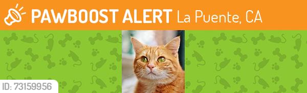 Found/Stray Unknown Cat last seen Hofgaarden St and Valley Blvd., La Puente, CA 91744