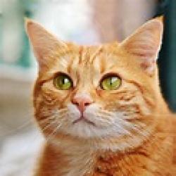Found/Stray Unknown Cat last seen Hofgaarden St and Valley Blvd., La Puente, CA 91744