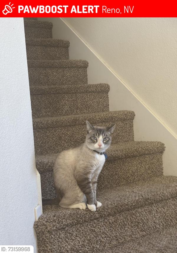 Lost Male Cat last seen Big river & beacon, Reno, NV 89506