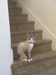 Lost Male Cat last seen Big river & beacon, Reno, NV 89506