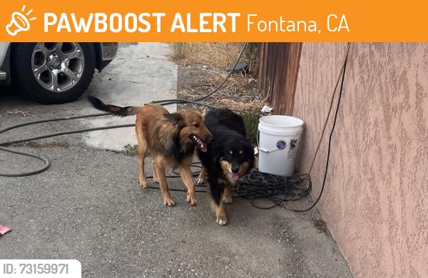 Found/Stray Female Dog last seen Merill and live oak, Fontana, CA 92335