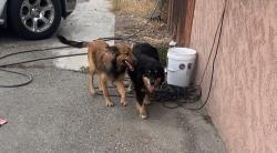 Found/Stray Female Dog last seen Merill and live oak, Fontana, CA 92335