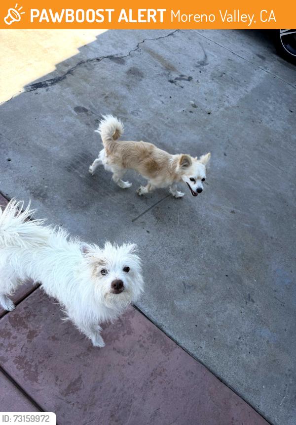 Found/Stray Unknown Dog last seen Kitching, Moreno Valley, CA 92551
